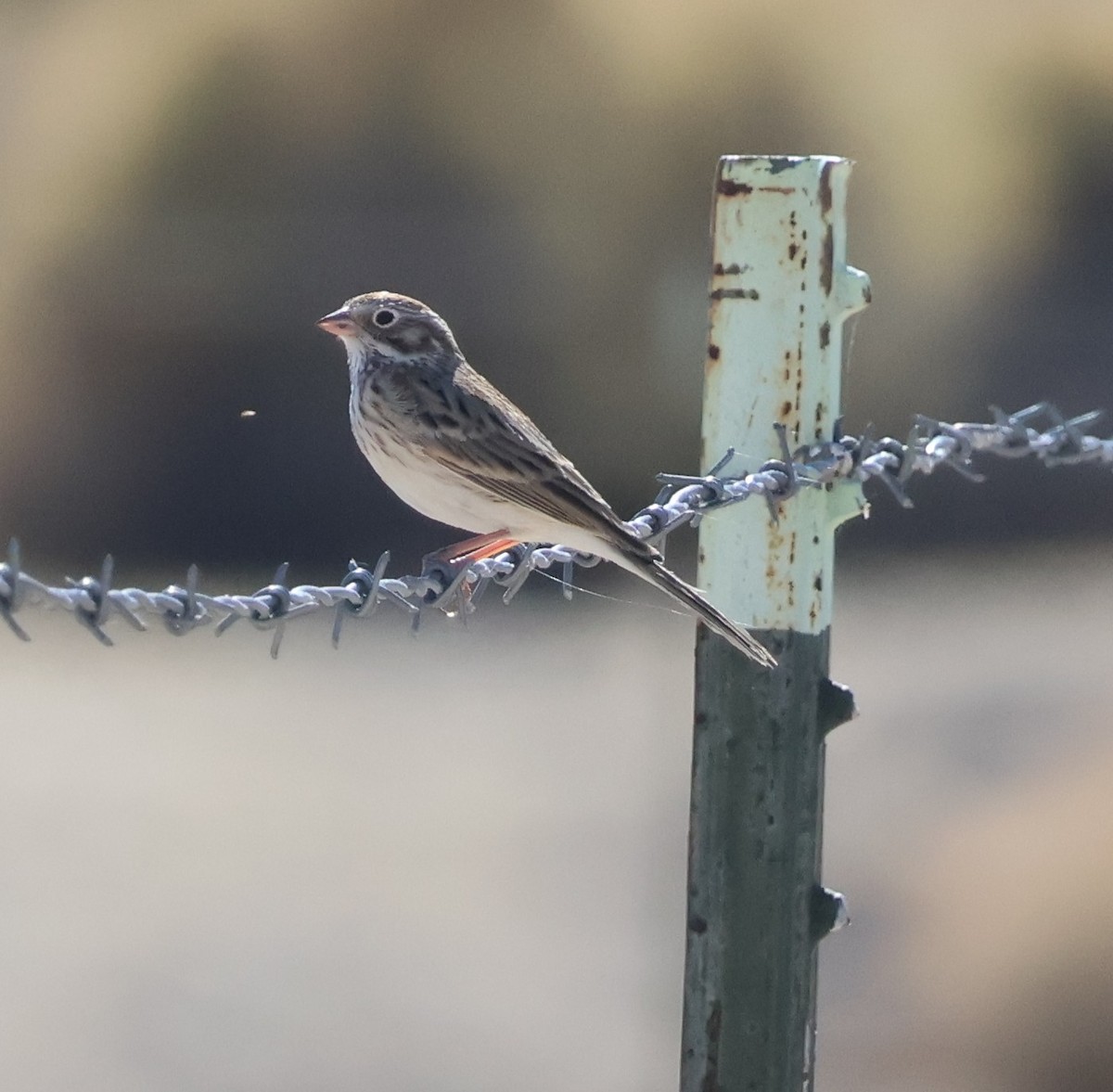 Vesper Sparrow - ML644777406