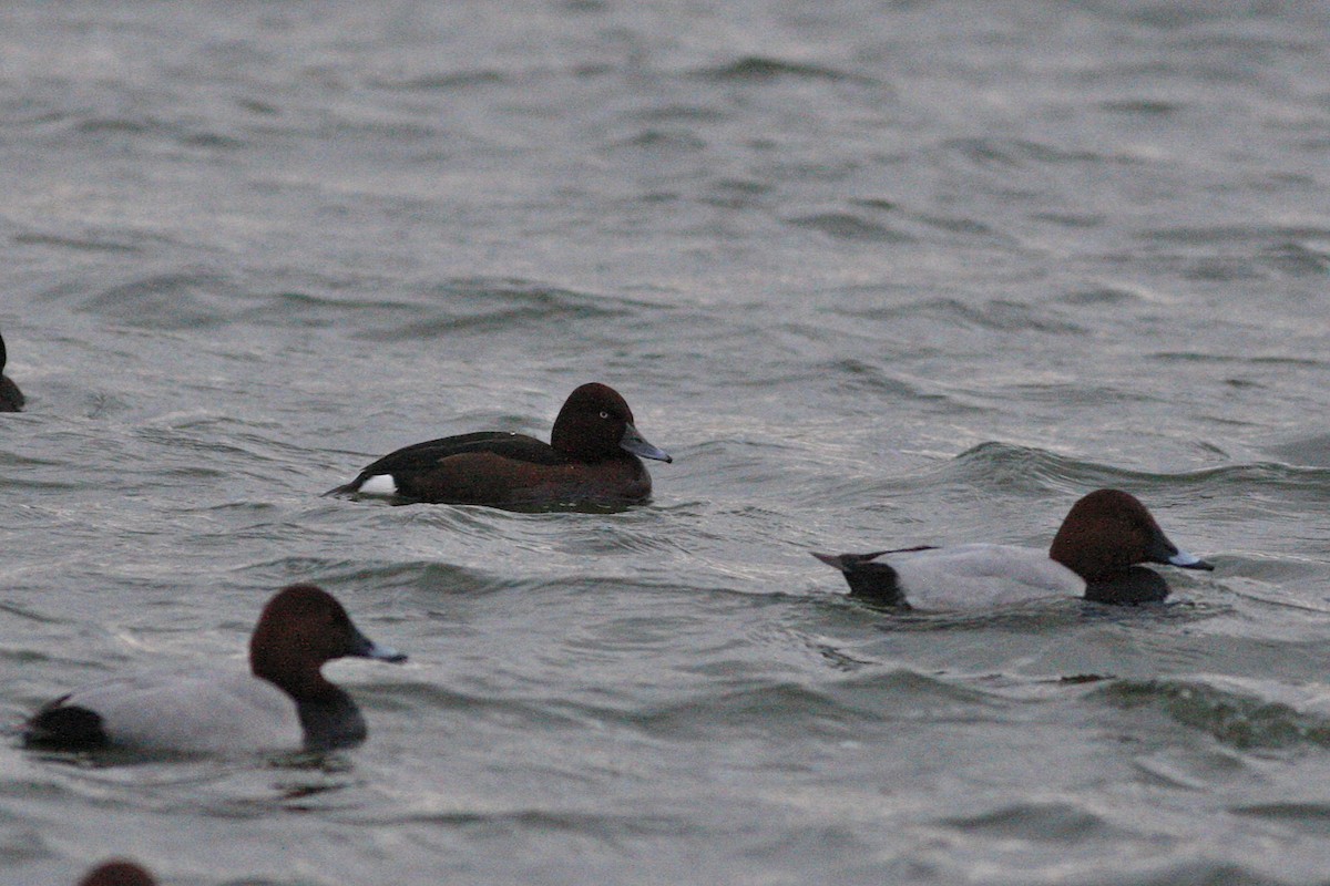 Moretta tabaccata - ML644777407