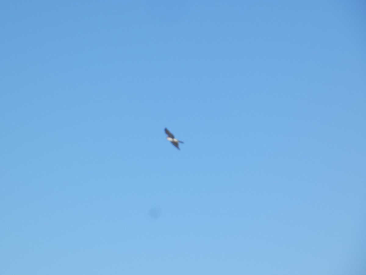 נץ בלתי-מזוהה - ML644777410