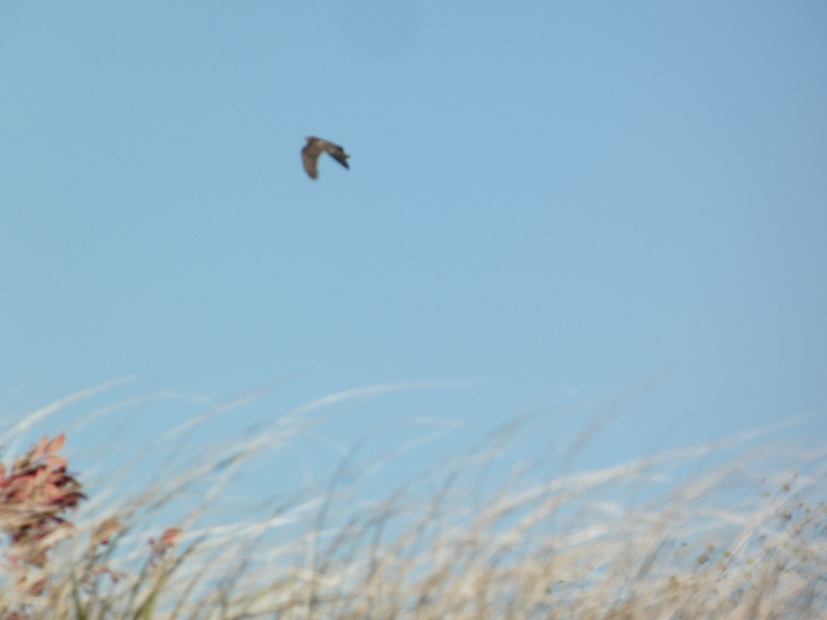 נץ בלתי-מזוהה - ML644777411