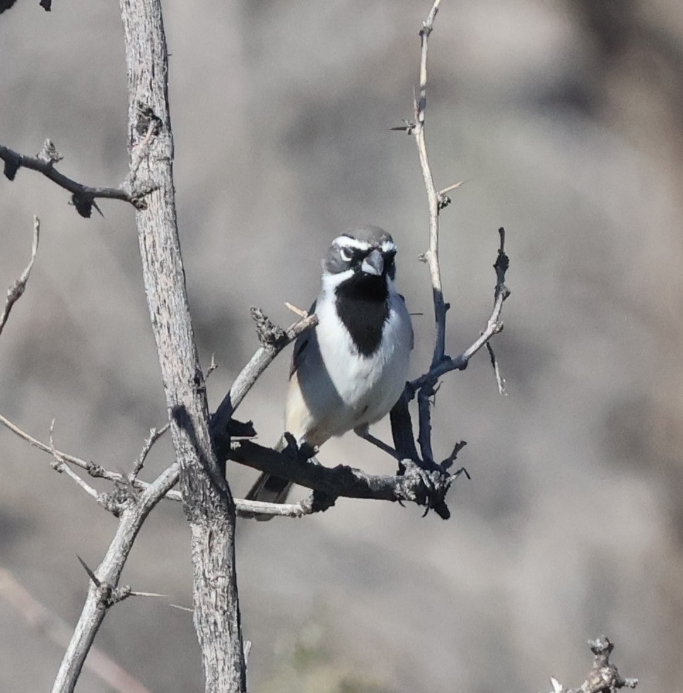 ノドグロヒメドリ - ML644777414