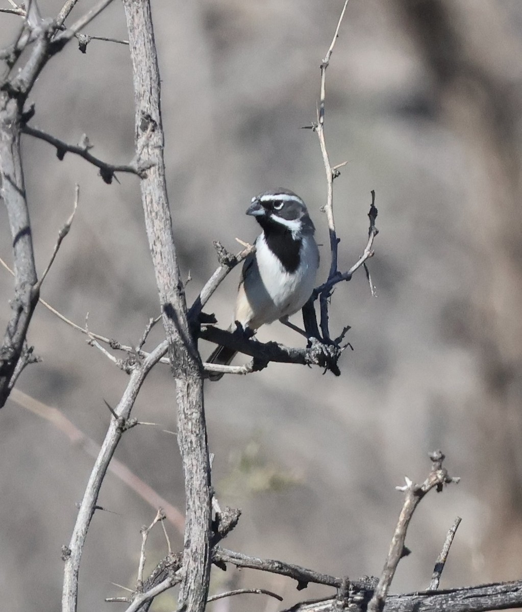 ノドグロヒメドリ - ML644777415