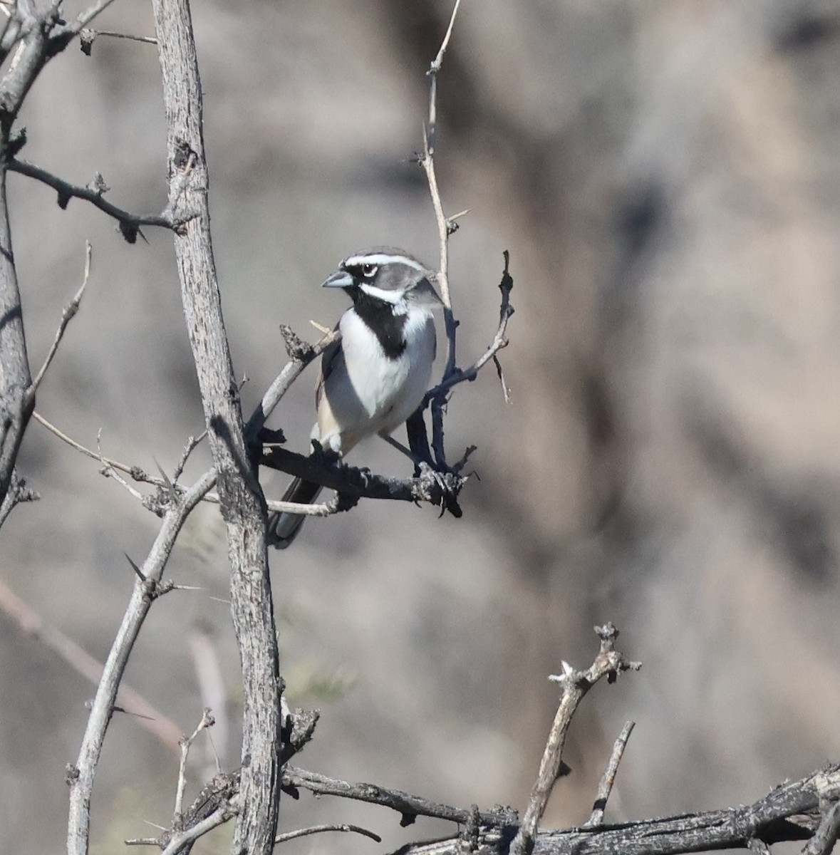 ノドグロヒメドリ - ML644777416