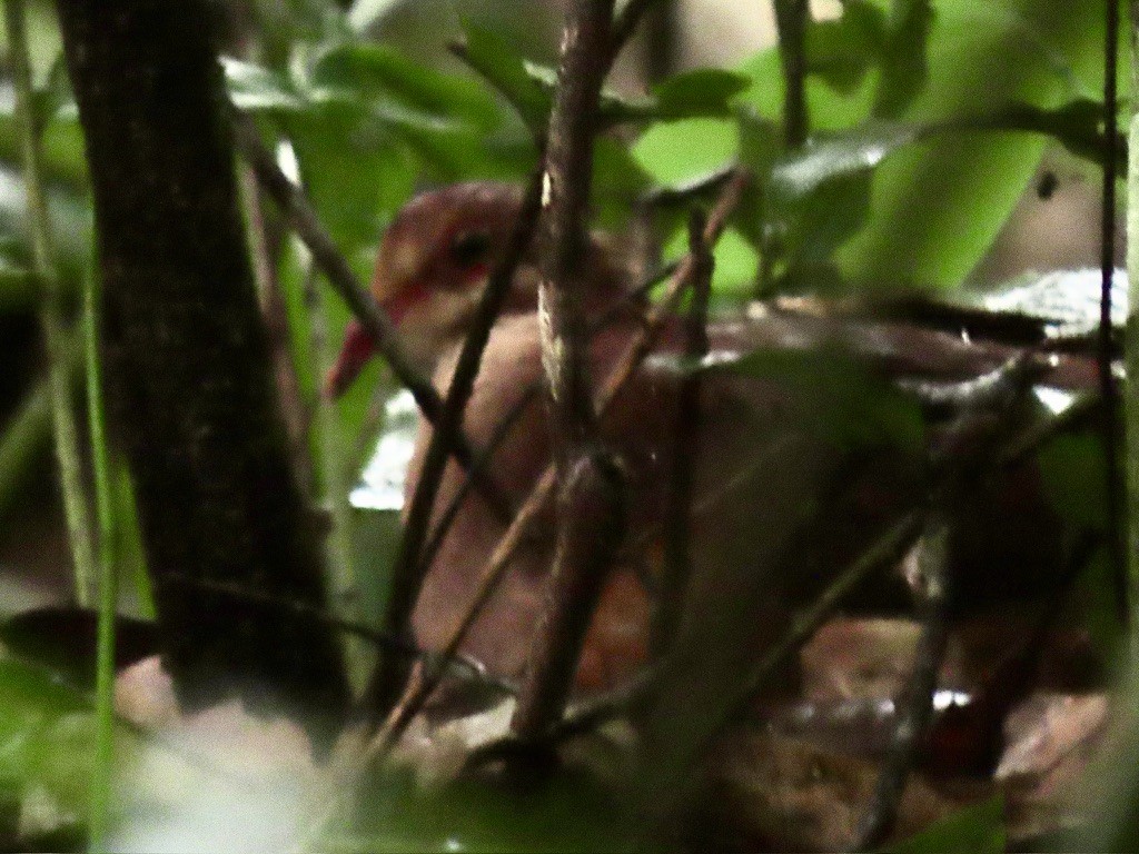 Ruddy Quail-Dove - ML644777422