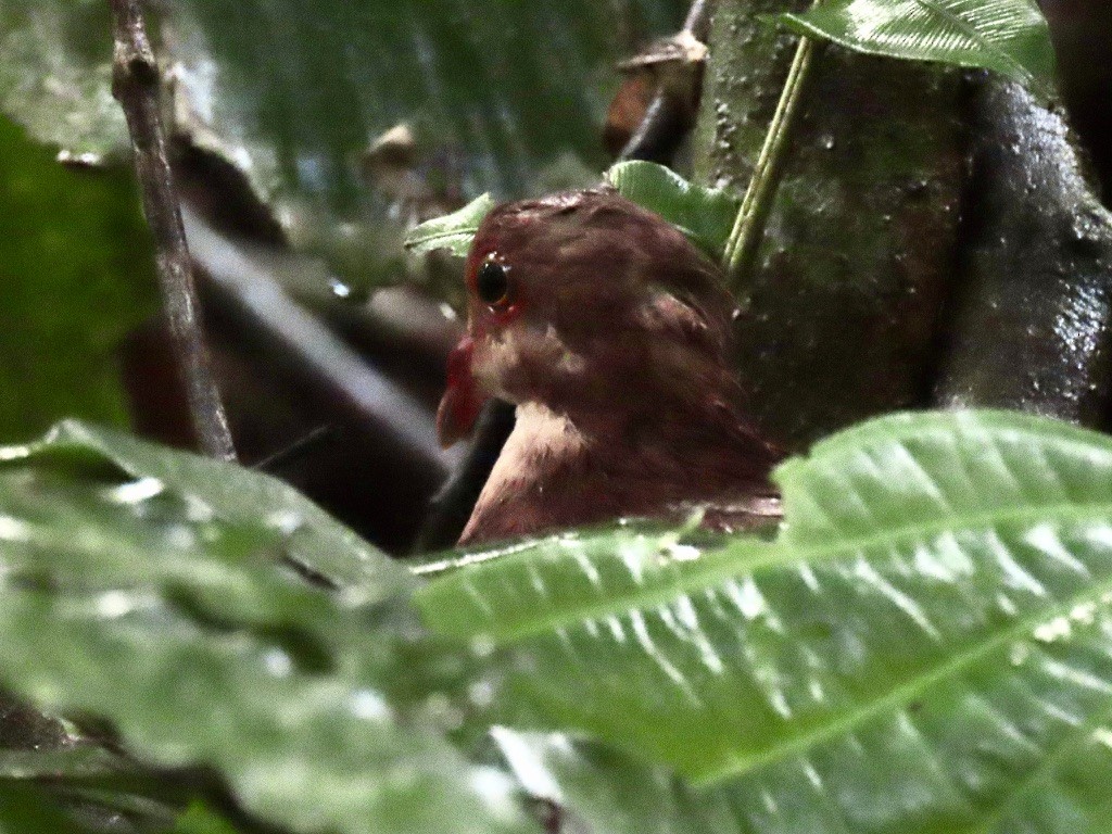 Ruddy Quail-Dove - ML644777423