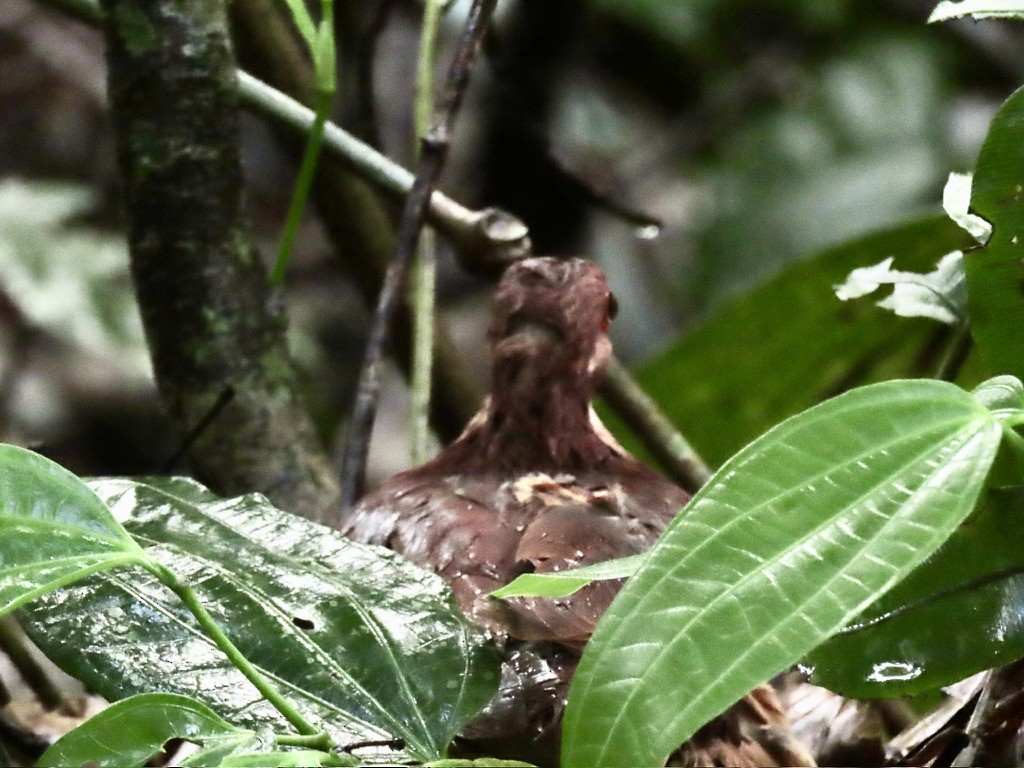 Ruddy Quail-Dove - ML644777425