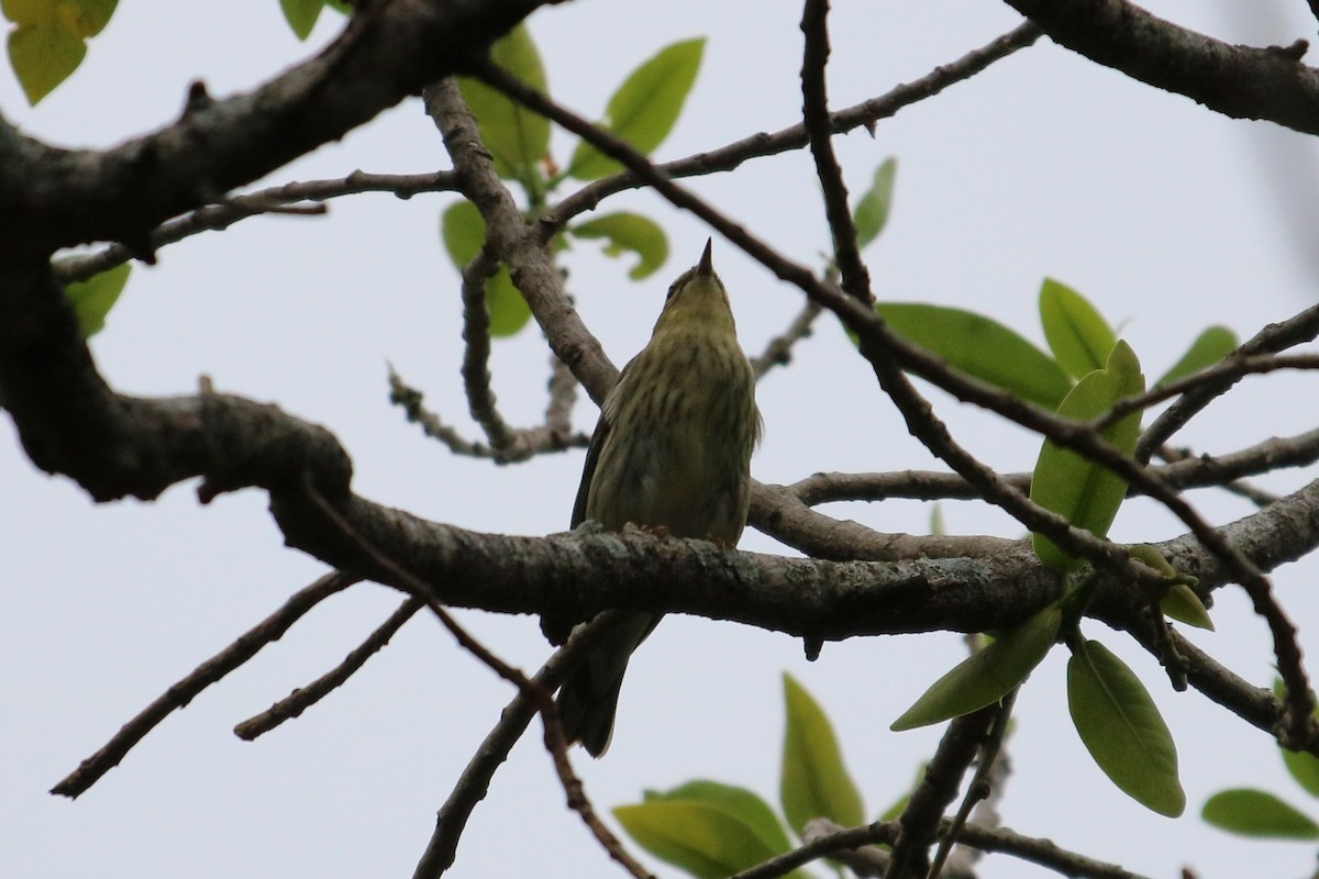 Blackpoll Warbler - ML644777426