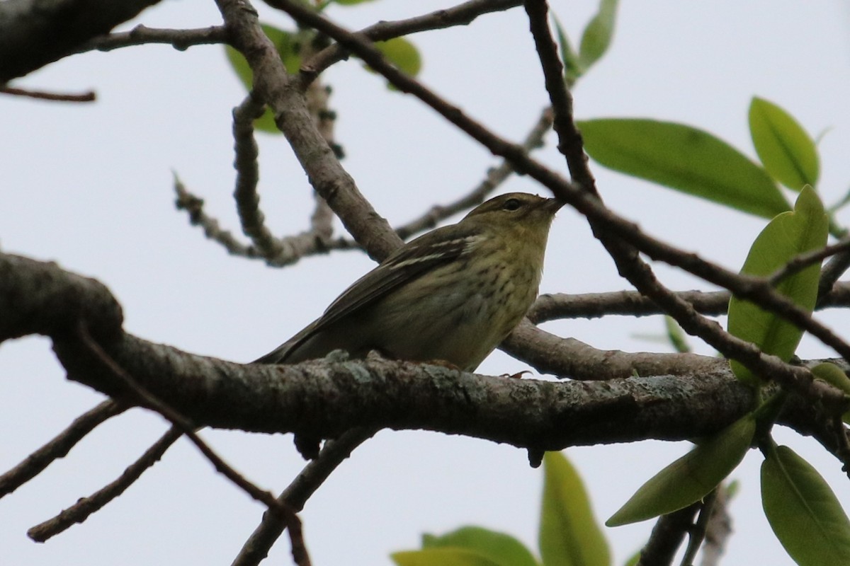 Blackpoll Warbler - ML644777434