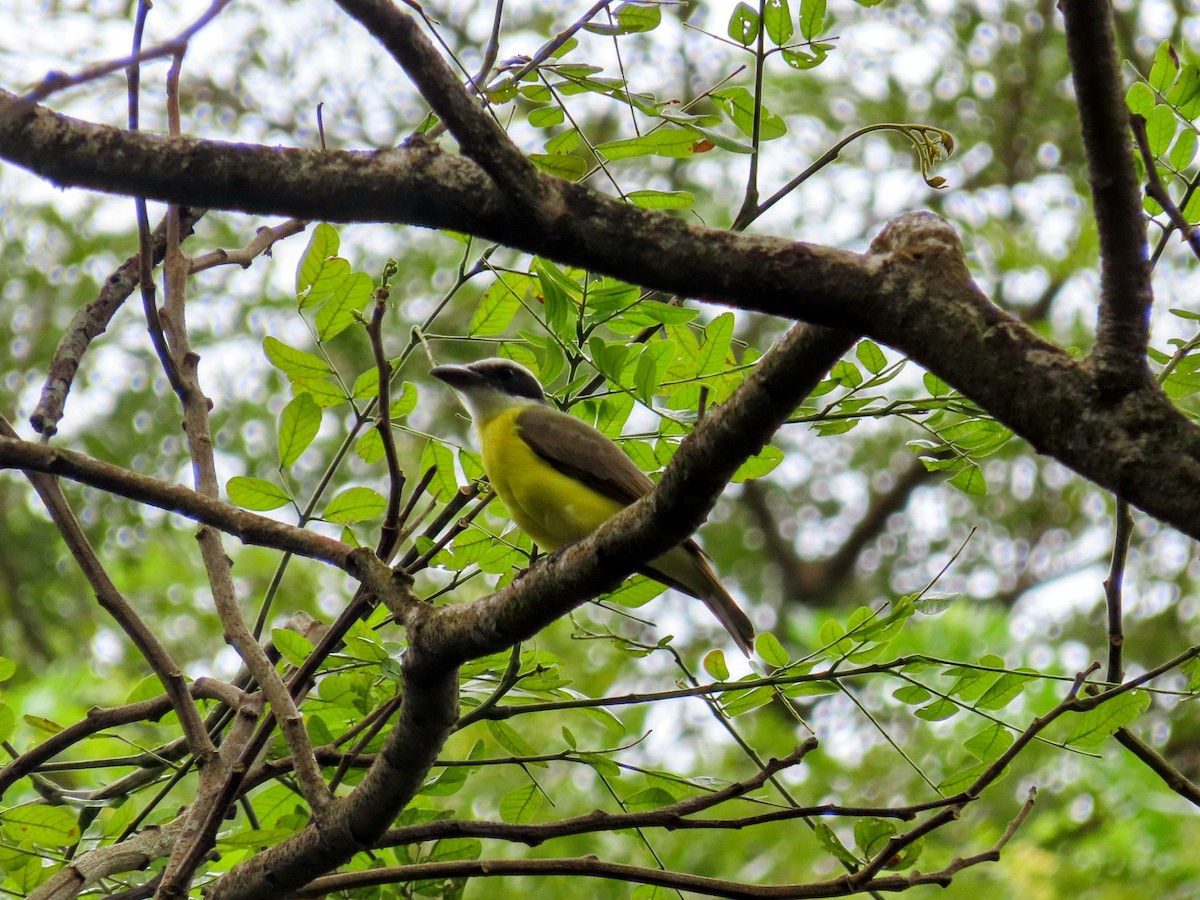 Пітанга-великодзьоб - ML644777435