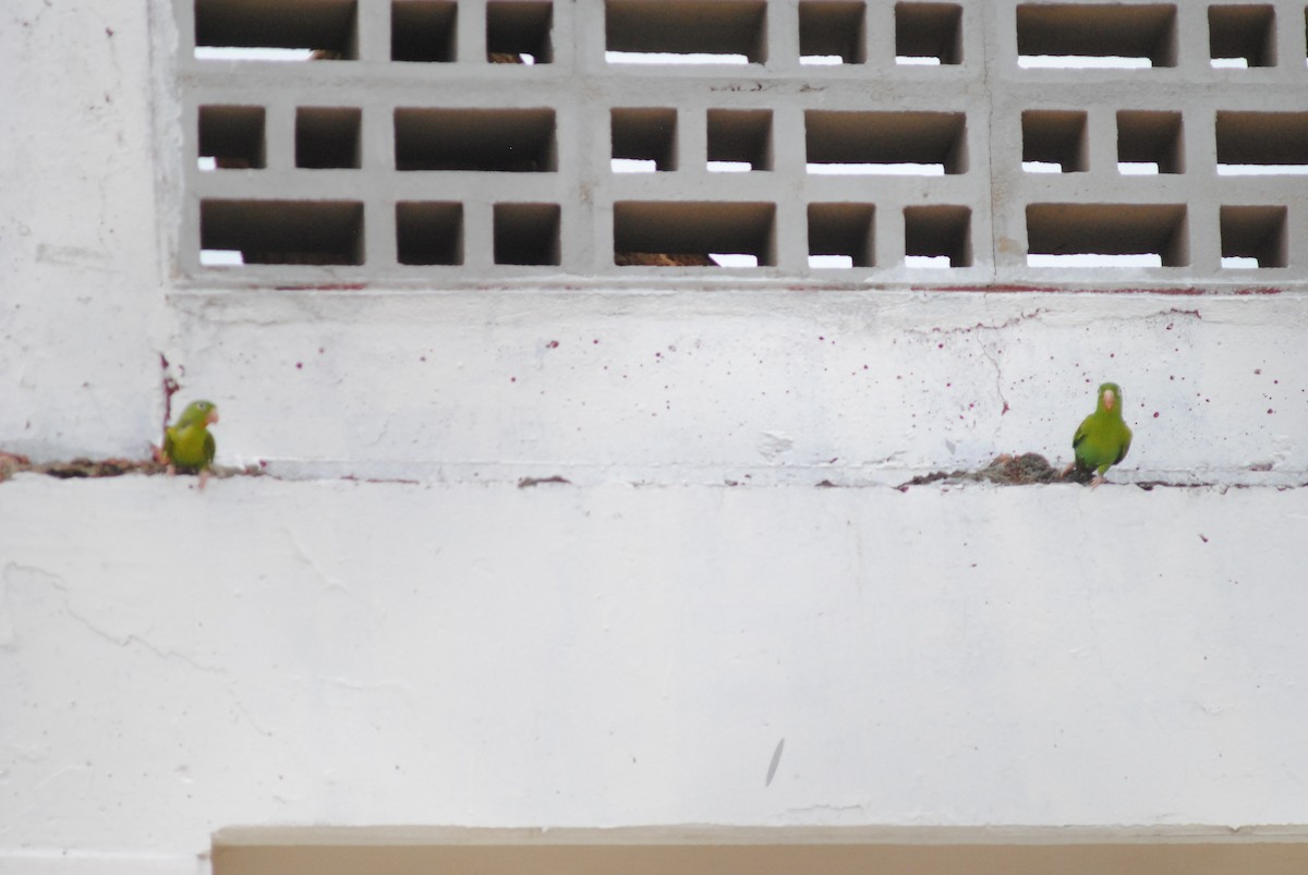 Orange-chinned Parakeet - ML644777450