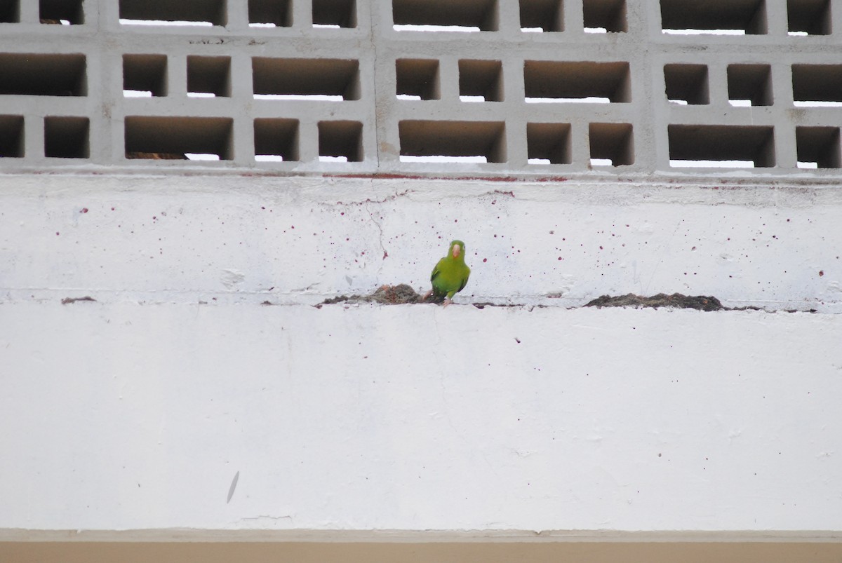 Orange-chinned Parakeet - ML644777451