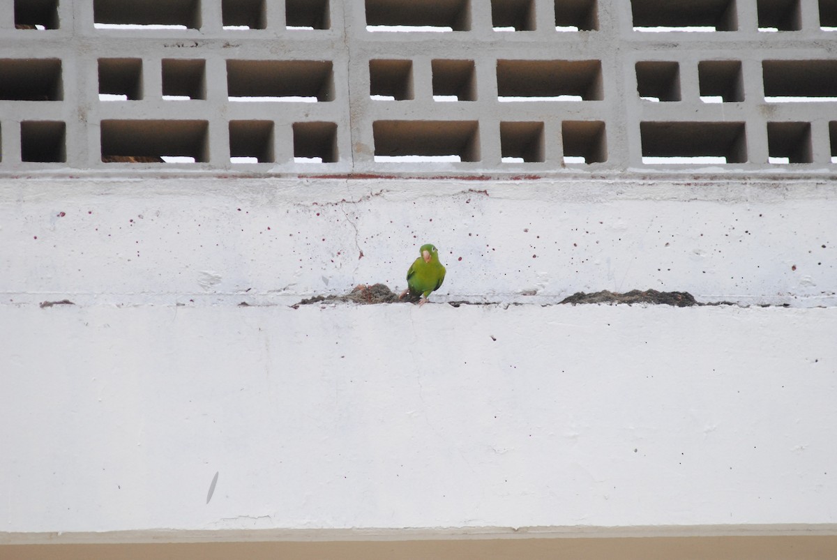 Orange-chinned Parakeet - ML644777452