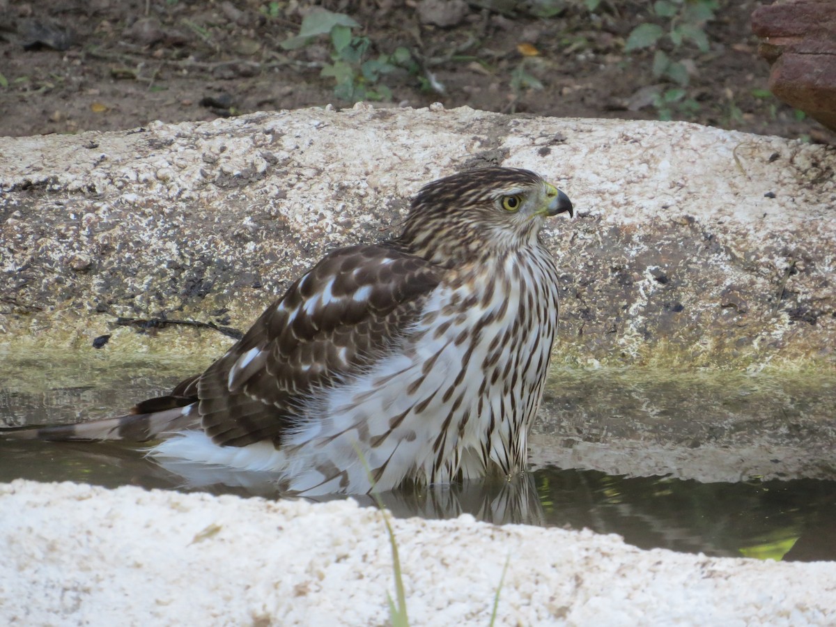 Яструб чорноголовий - ML644777453