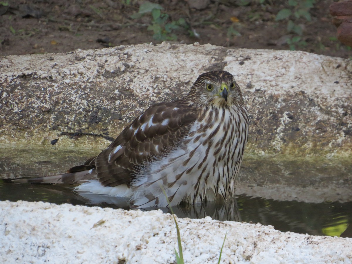 Яструб чорноголовий - ML644777454