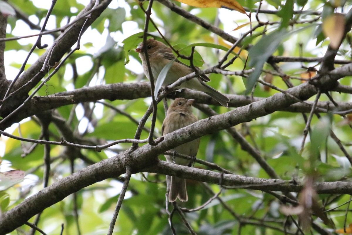Indigo Bunting - ML644777456