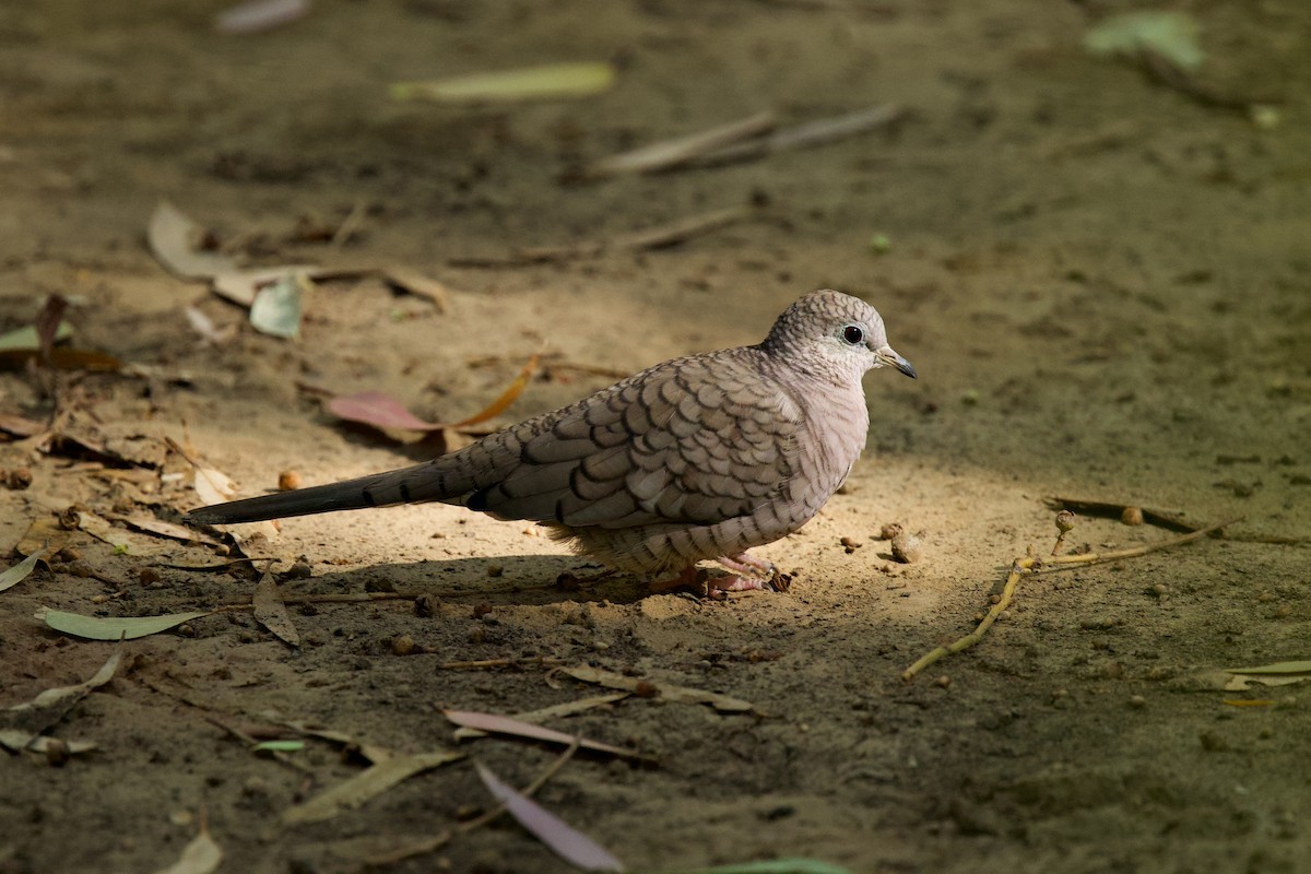 Inca Dove - ML644777461
