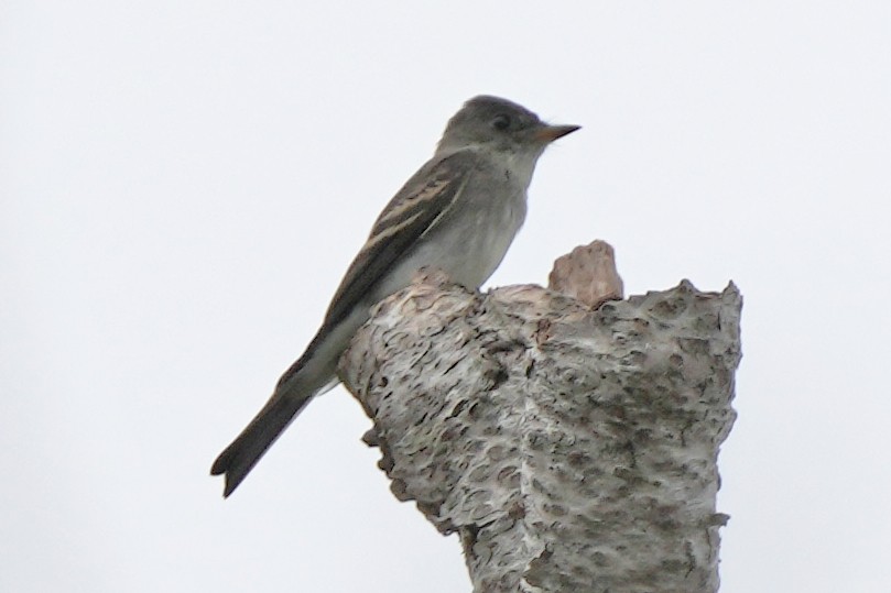 Eastern Wood-Pewee - ML644777464