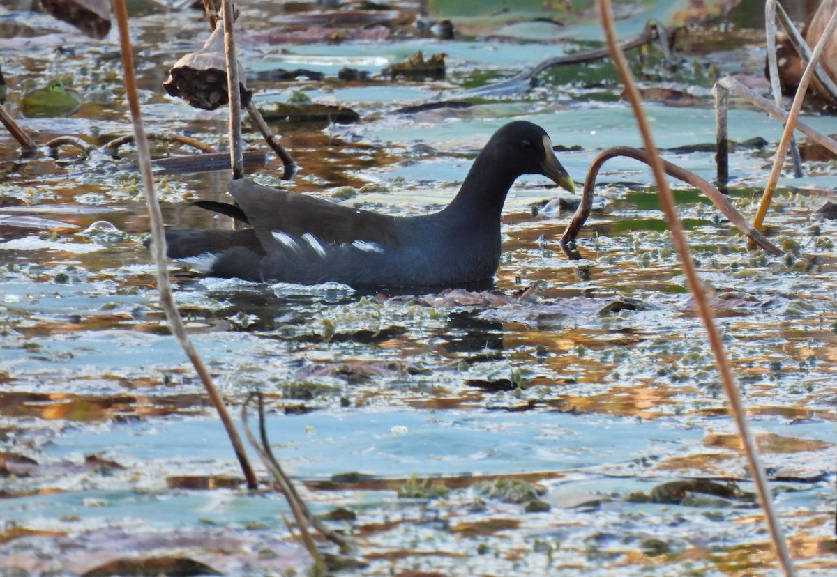 Amerika Sutavuğu - ML644777465