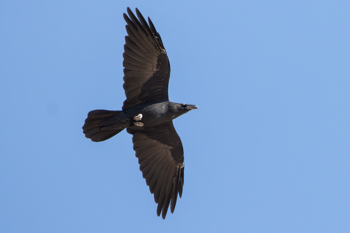 Chihuahuan Raven - ML644777466