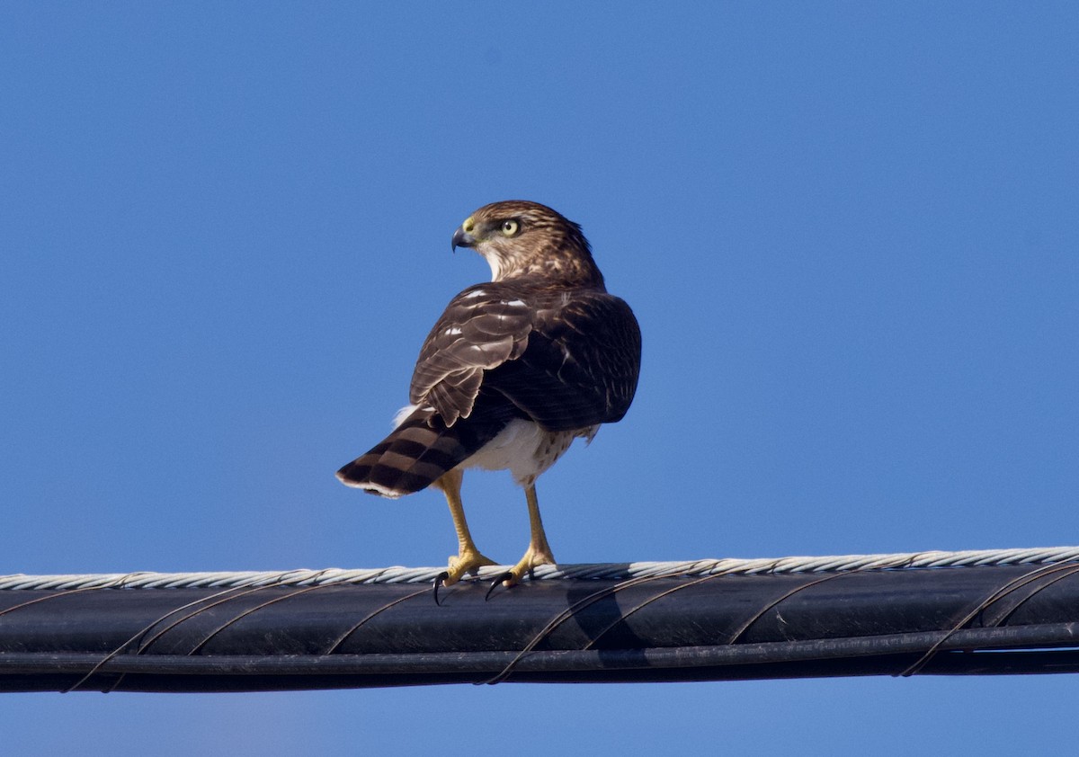 Яструб чорноголовий - ML644777488