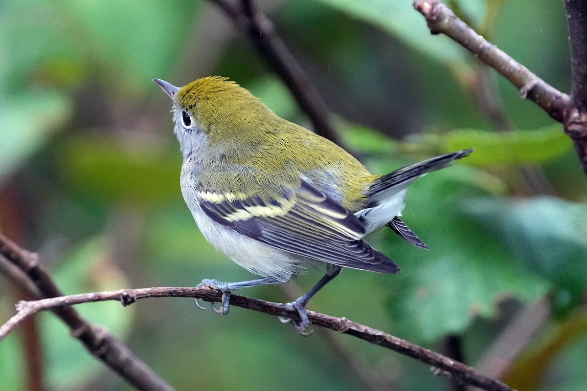 Пісняр-лісовик рудобокий - ML644777491