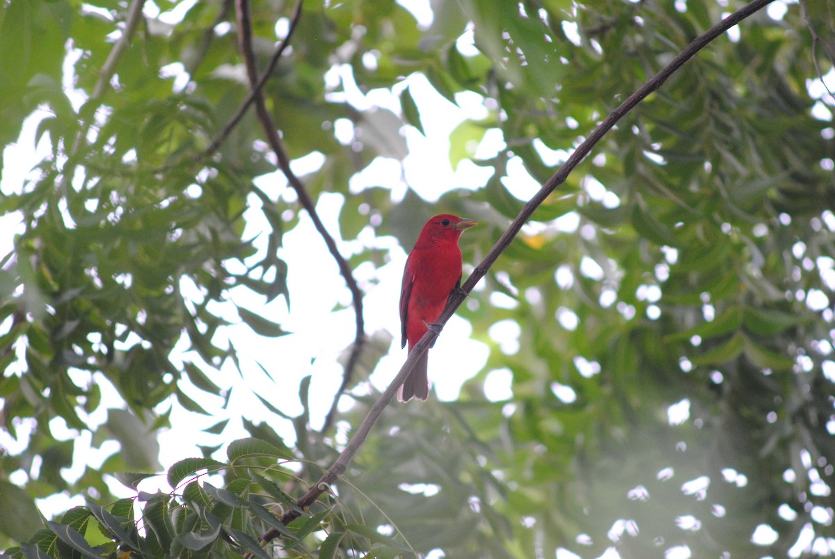 Summer Tanager - ML644777496