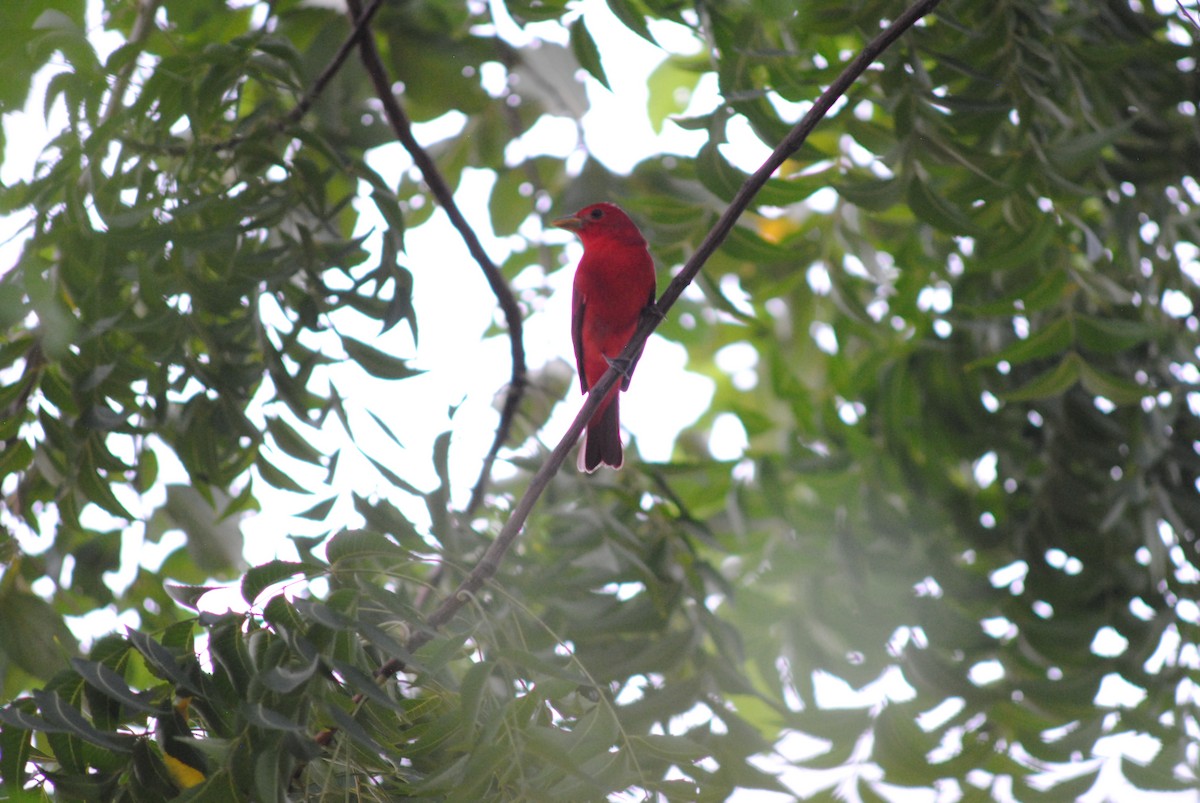 Summer Tanager - ML644777497