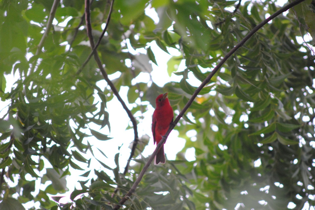 Summer Tanager - ML644777498