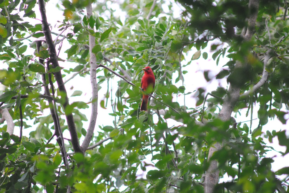 Summer Tanager - ML644777499