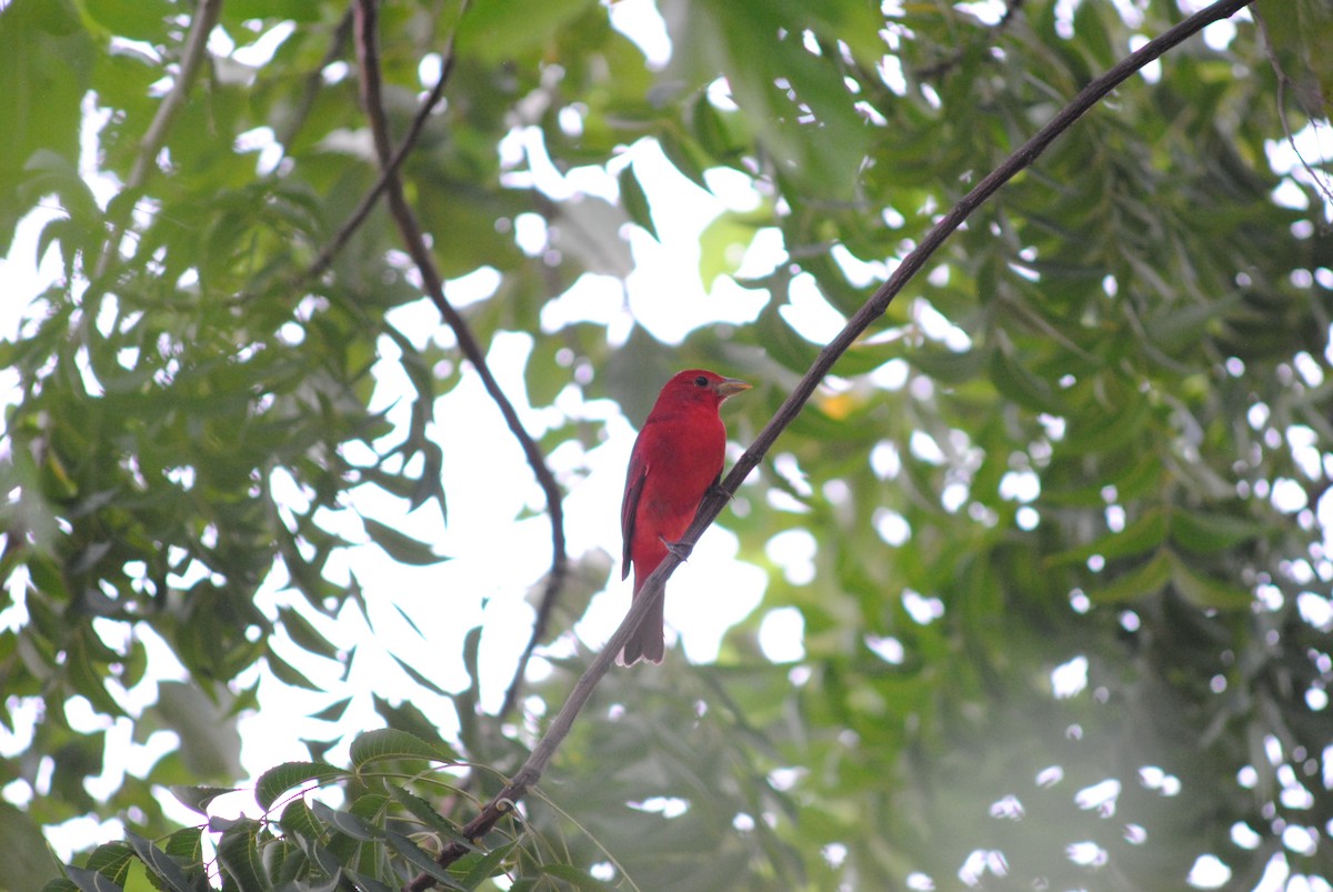 Summer Tanager - ML644777501