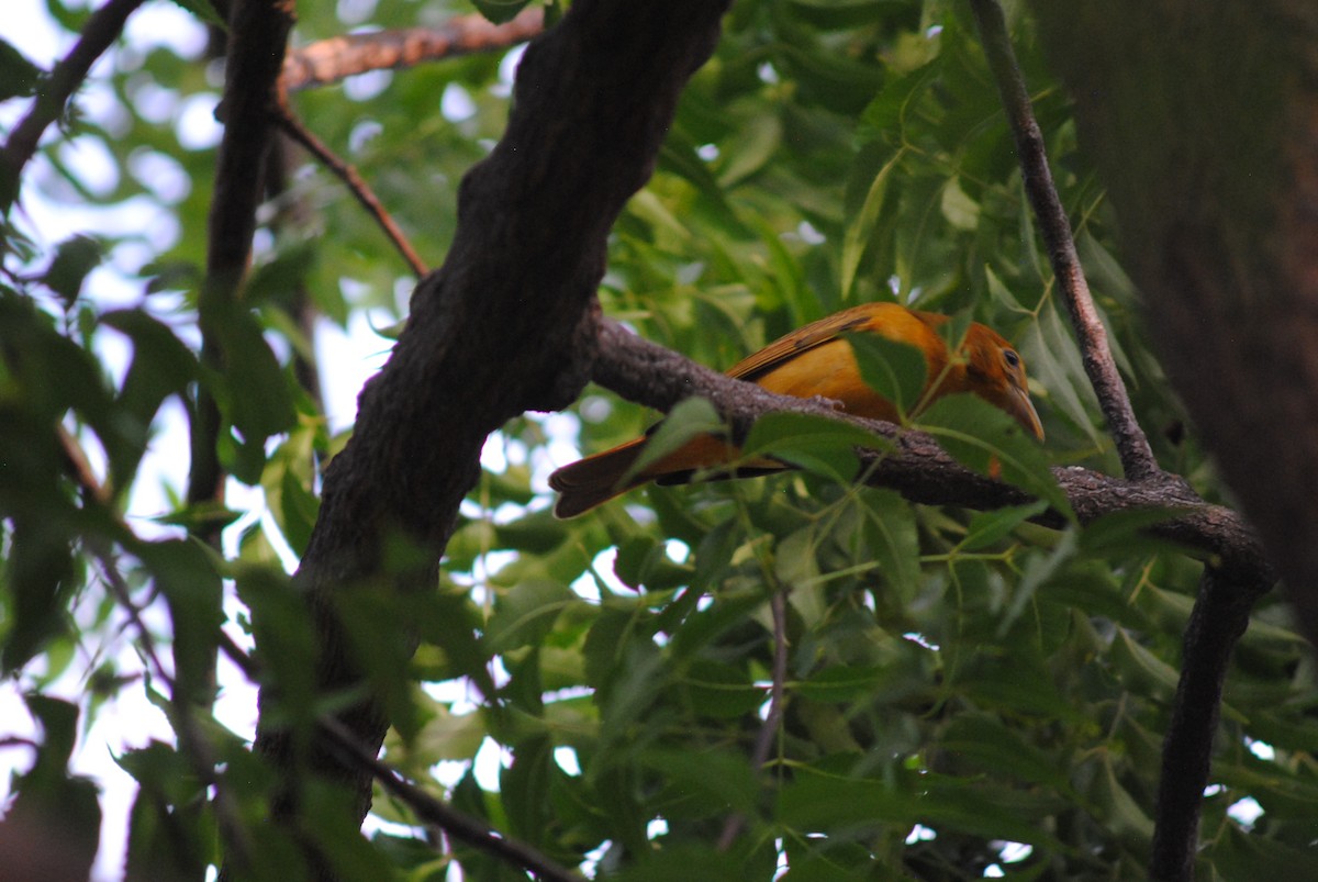 Summer Tanager - ML644777502
