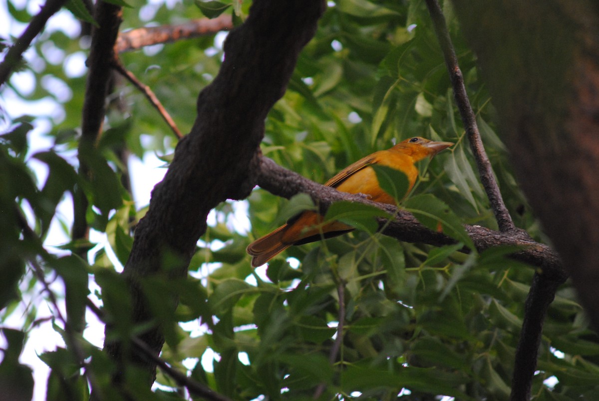Summer Tanager - ML644777503