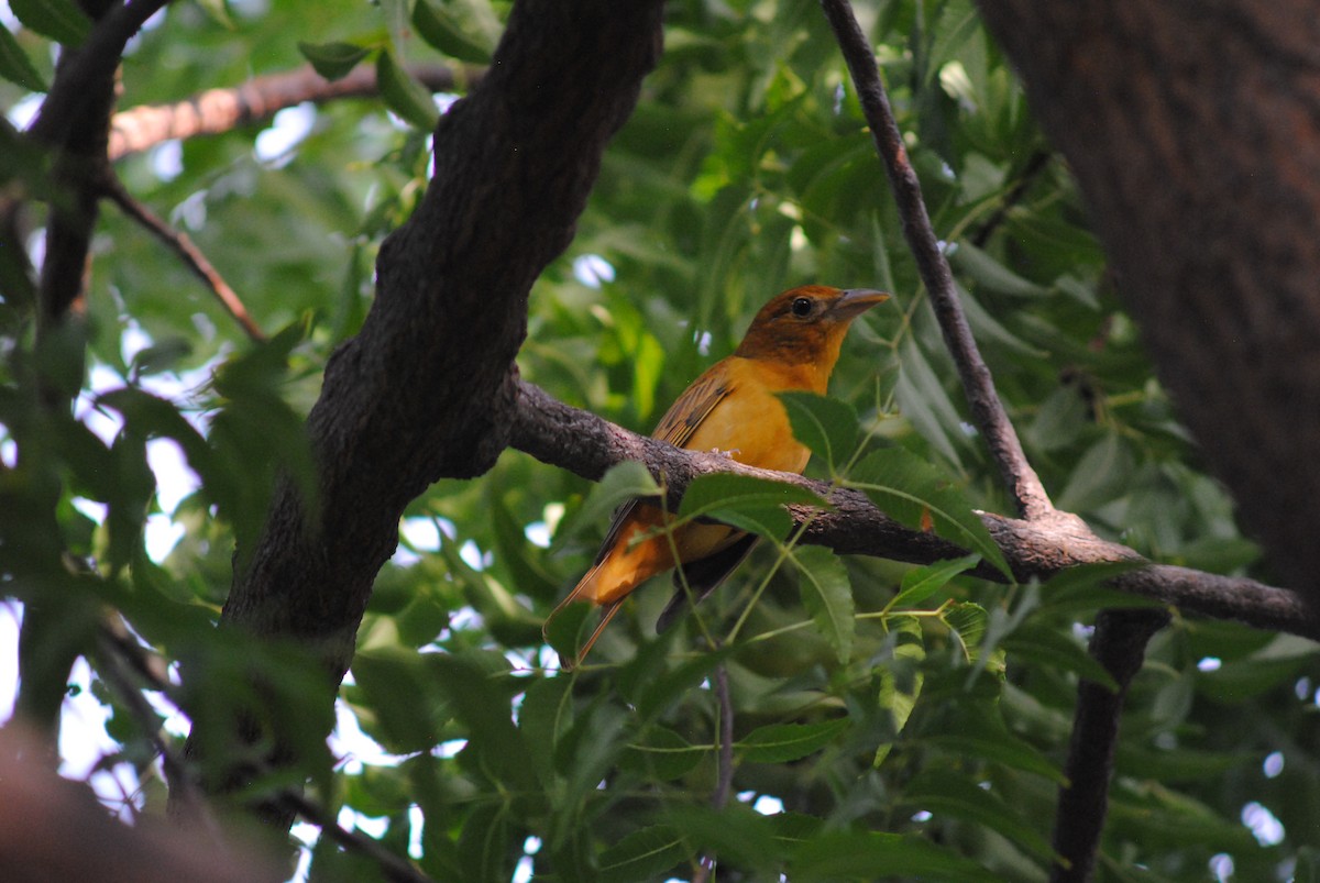 Summer Tanager - ML644777504