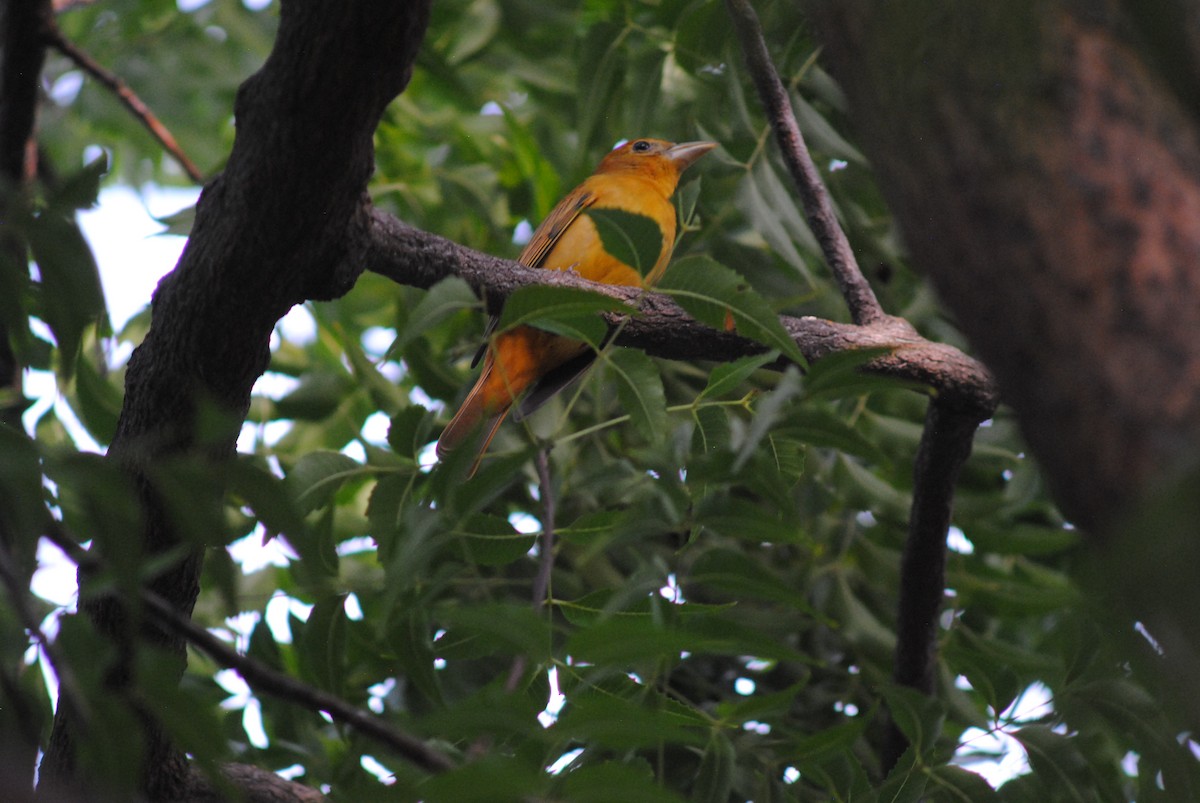 Summer Tanager - ML644777505