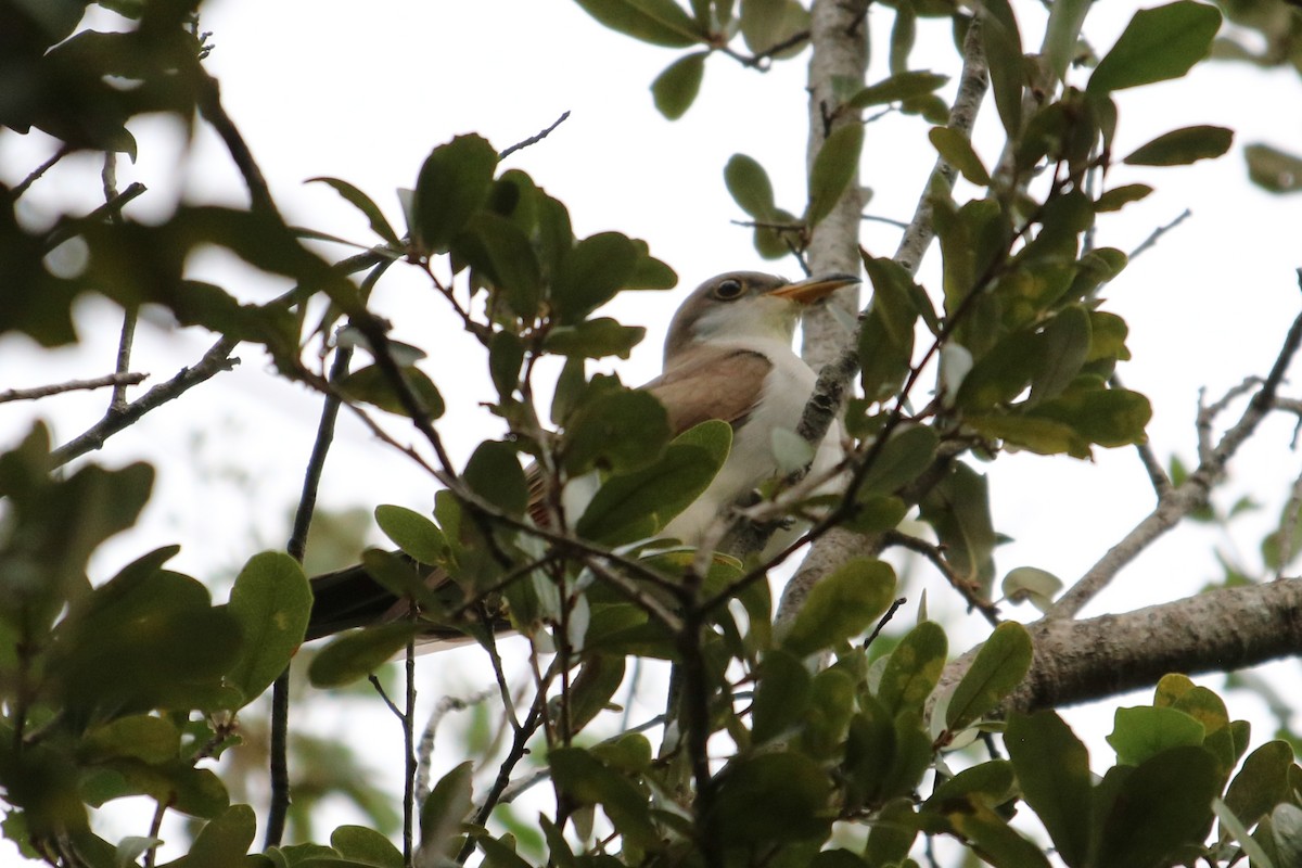Yellow-billed Cuckoo - ML644777509