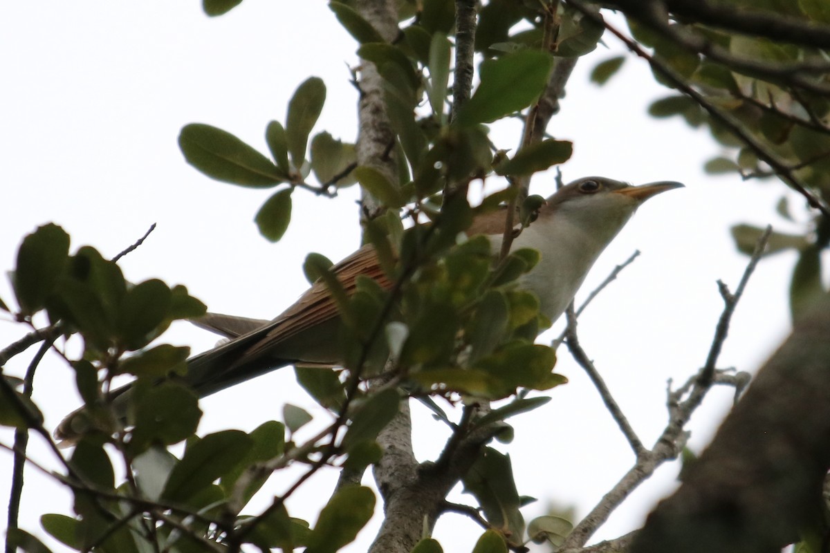 Yellow-billed Cuckoo - ML644777512