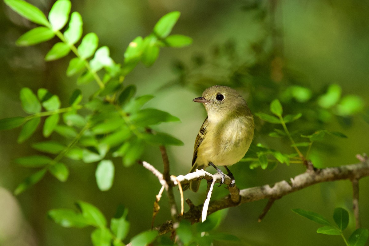 Hutton's Vireo - ML644777513