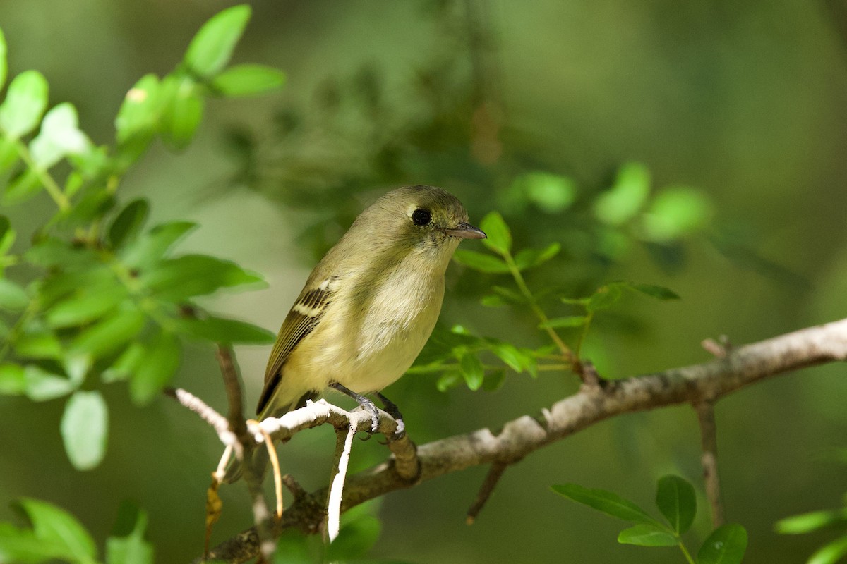 Hutton's Vireo - ML644777514