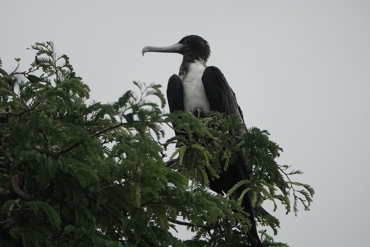 アメリカグンカンドリ - ML644777524