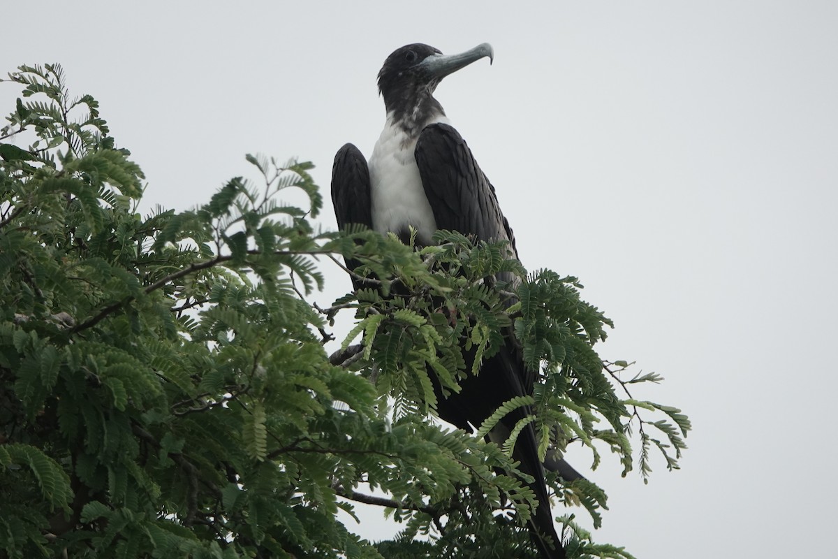 アメリカグンカンドリ - ML644777525