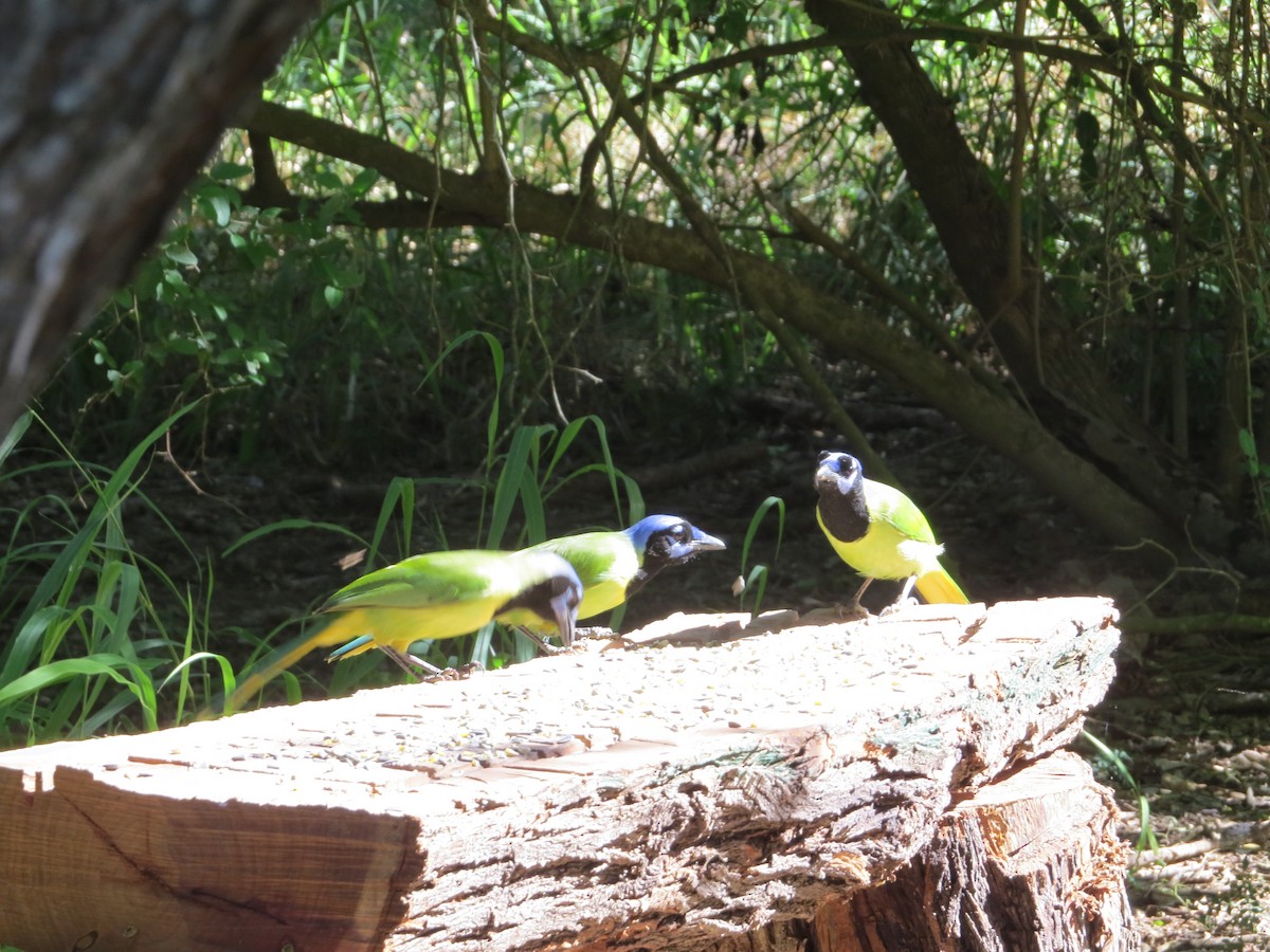 Geai vert - ML644777526