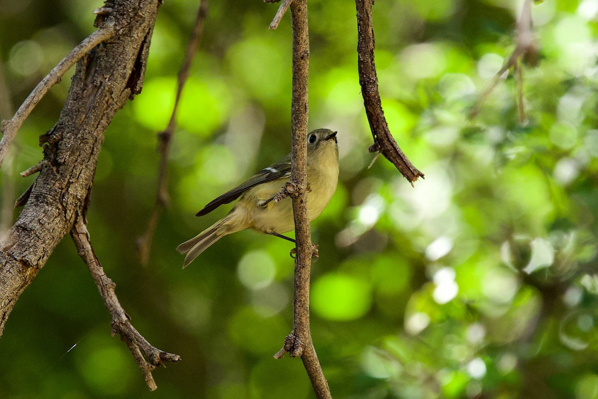 Ruby-crowned Kinglet - ML644777528