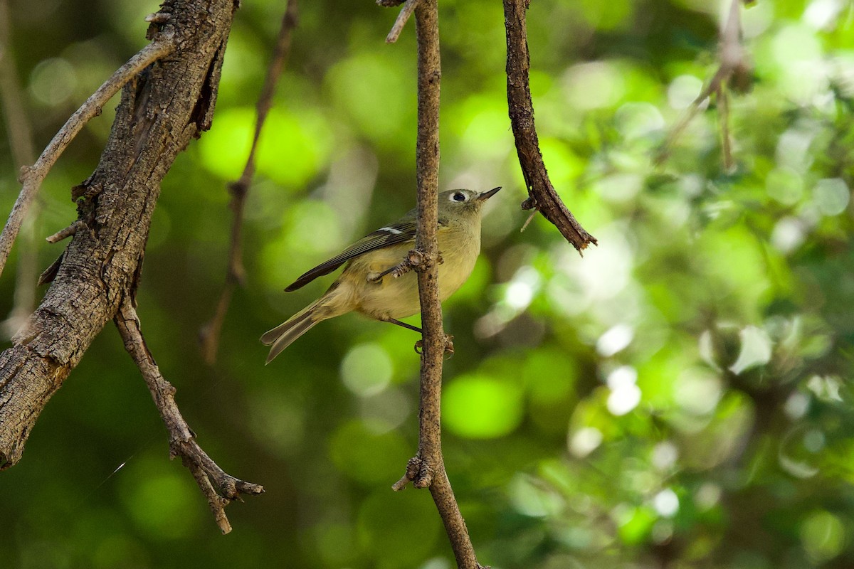 Ruby-crowned Kinglet - ML644777529