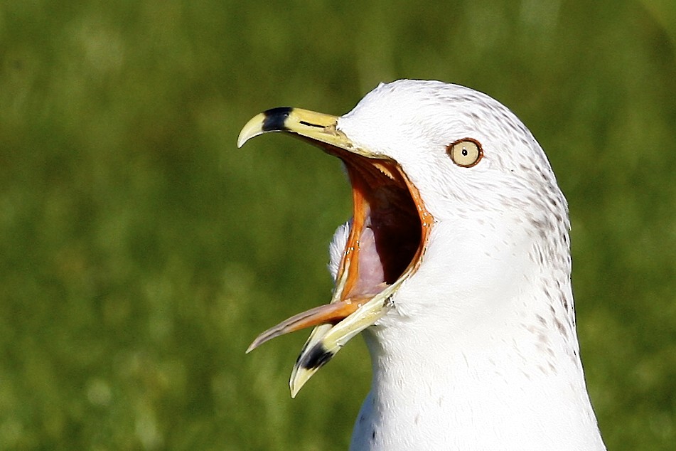 Gavina americana - ML644777534