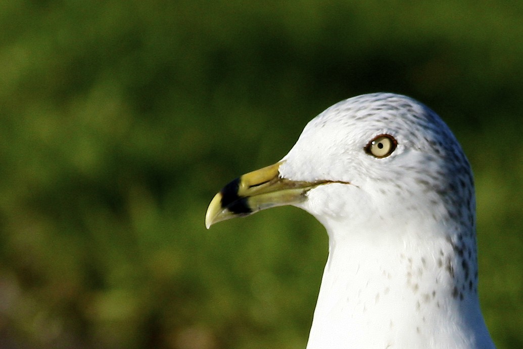 Gavina americana - ML644777535