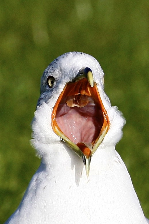 Gavina americana - ML644777536