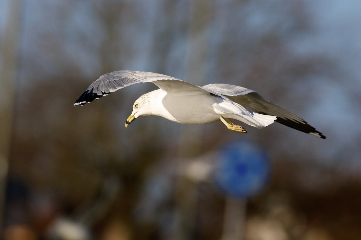 Gavina americana - ML644777537