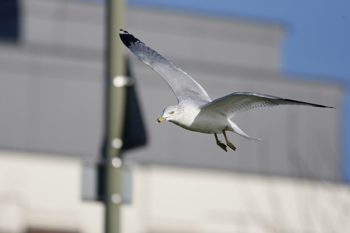 Gavina americana - ML644777538