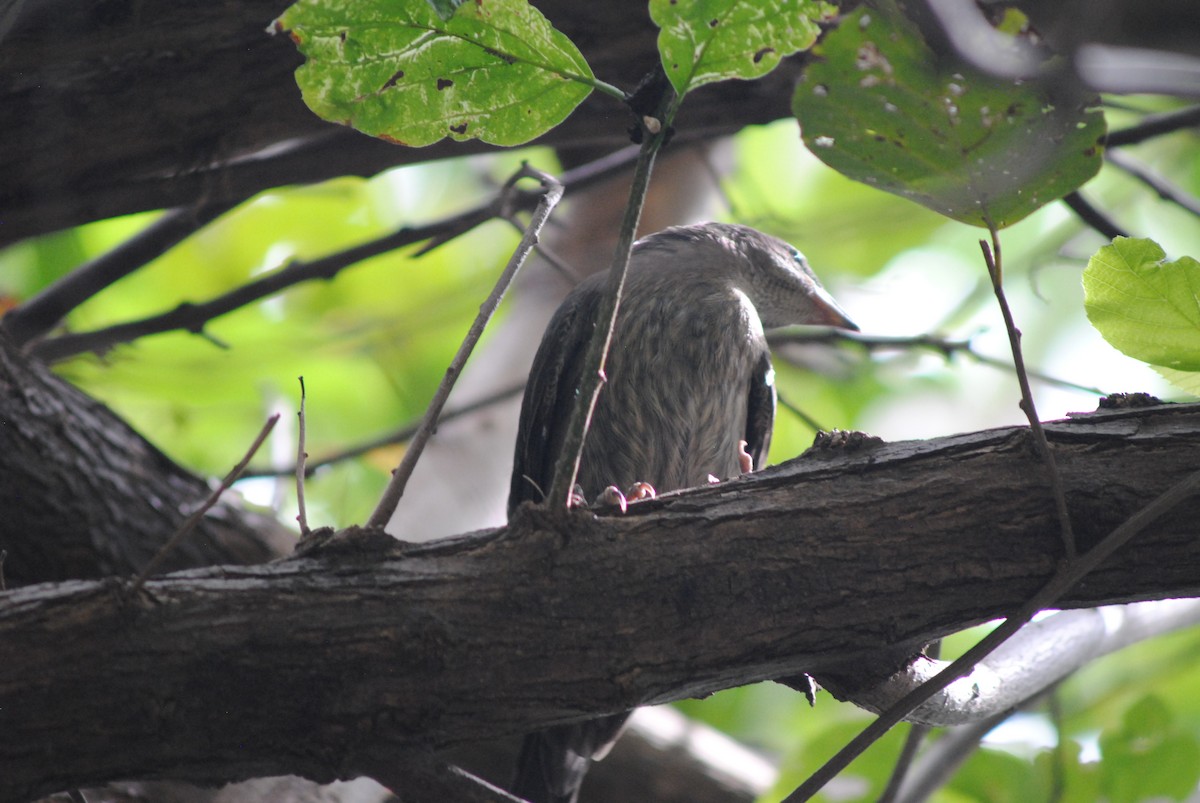 Shiny Cowbird - ML644777539