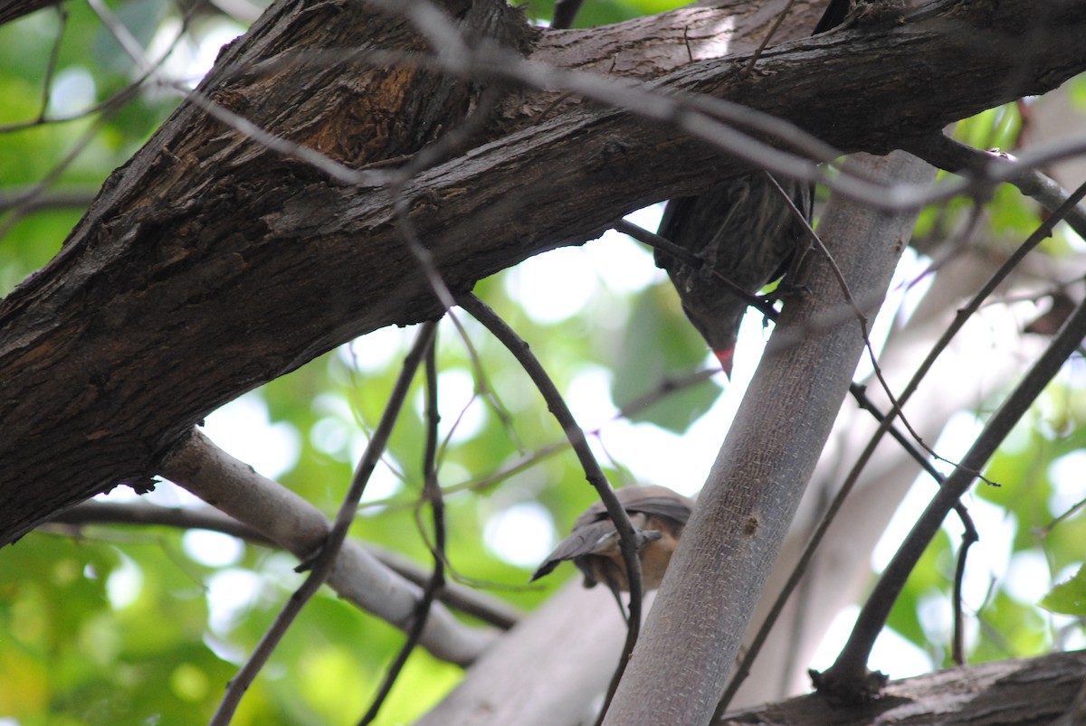 Shiny Cowbird - ML644777541